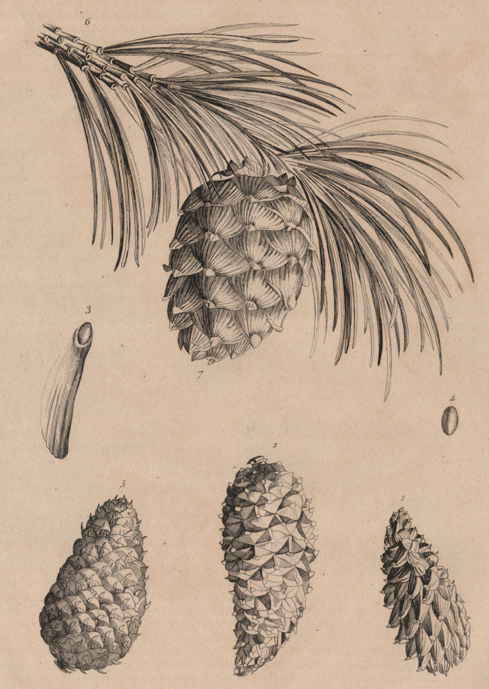 PINE CONES Pinus mugo/pinaster/rigida/cembro(Mountain/maritime/pitch/Swiss) 1834